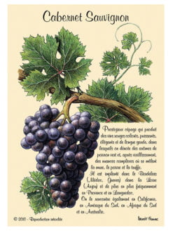 CARTE POSTALE DE CEPAGE - CABERNET-SAUVIGNON