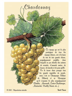 CARTE POSTALE DE CEPAGE - CHARDONNAY