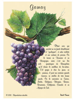 CARTE POSTALE DE CEPAGE - GAMAY