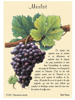 CARTE POSTALE DE CEPAGE - MERLOT