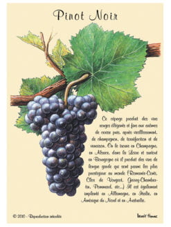 CARTE POSTALE DE CEPAGE - PINOT NOIR