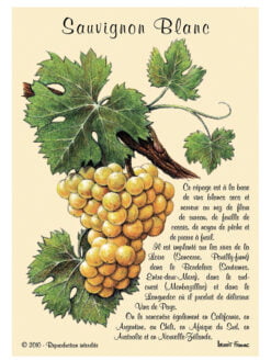 CARTE POSTALE DE CEPAGE - SAUVIGNON BLANC